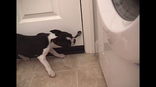 ブルブルするのが気に食わぬ!バネ状の戸当りに攻撃的な犬