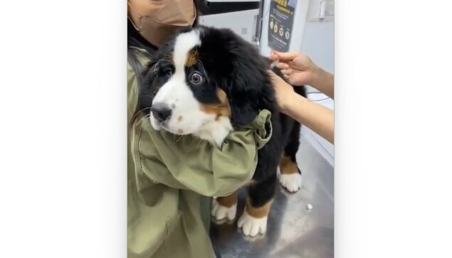 ưʪ±Ǥ͡ݤˡĤ⤻ˤʤѤ븤