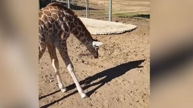 ��ʬ�αƤ����ǧ�������������֤����