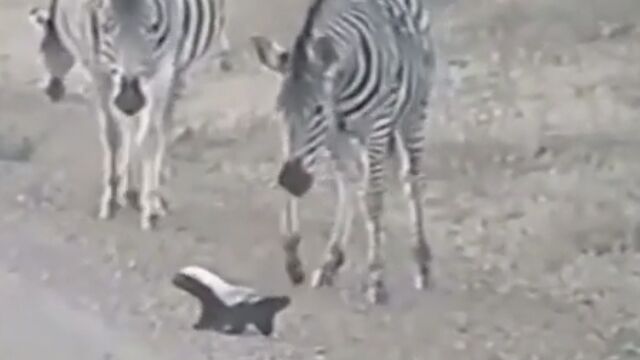 我が子の危機にズザーッと、さっそうと現れるラーテルの母ちゃんが頼もしくも可愛い
