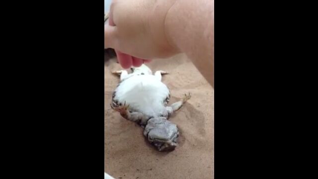 お姉さんの手技にメロメロ。お腹を見せてコチョコチョされるマリトゲオアガマ