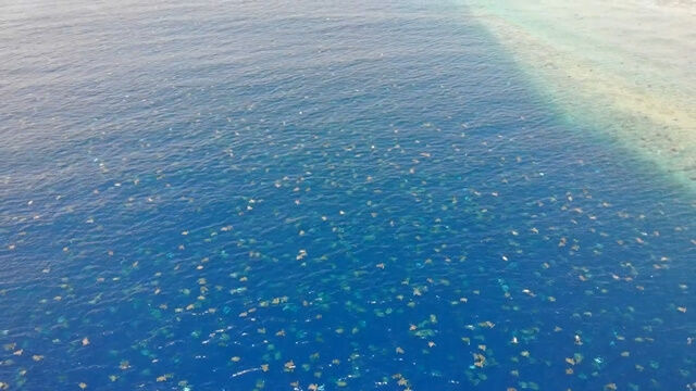 およそ64,000匹のアオウミガメが泳ぐ姿をドローン空撮