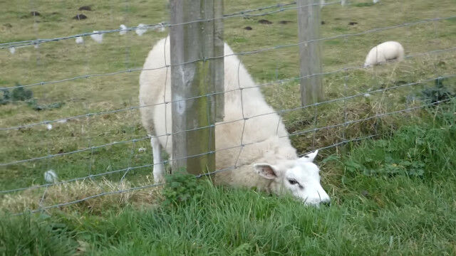 ���٤μ������Ĥ��פ��Ȥ˵��Ť����ҥĥ�