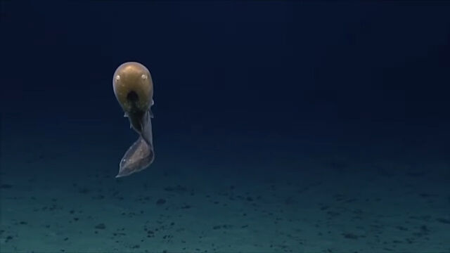 深海を泳ぐ大きなオタマジャクシみたいな魚、バケアシロ