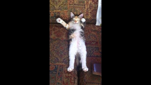 ����ǭ�����������˶ĸ����ǿ��ʤ���˥��˥�����ǭ