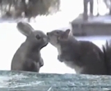 ���������ʡ����ۤ��ư����礦ưʪ����