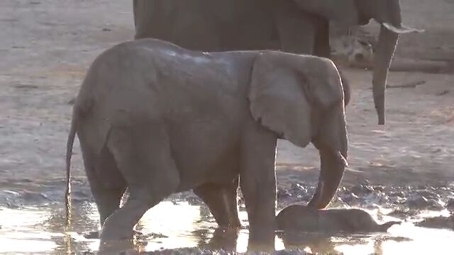 まだまだ水遊びしたい赤ちゃんゾウさんと、「ほらもう帰るわよ!」な母ちゃんゾウさん