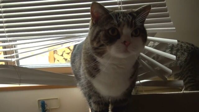 なかなか豪快にブラインドを通過する猫のまる