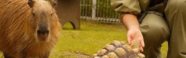 ����Υ����ΥХʥʤ��ߤ����륫�ԥХ餵��ȥ���������