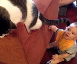 猫の尻尾は赤ちゃんじゃらし