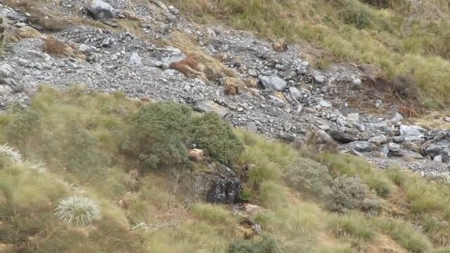 こんなに潜んでいたのか!狙撃に驚いて逃げ出すヒマラヤタールの群れが予想以上に多かった