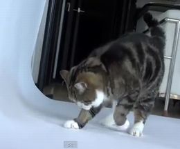 ��ꤿ�����ɼ��ʤ���ɬ��Ƿ���³����ǭ�Τޤ�
