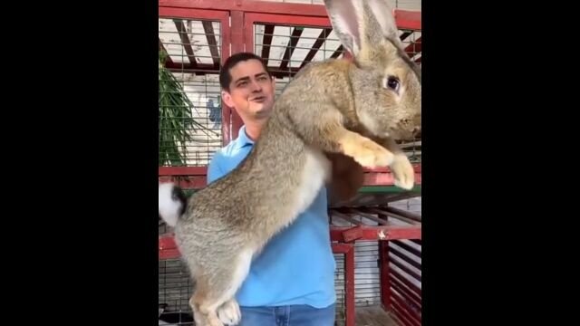 説明不要のデカさ。世界最大のウサギ、フレミッシュ・ジャイアントラビット