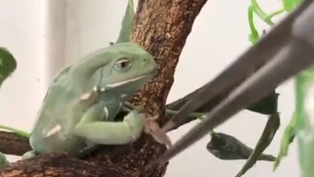 与えられたエサなどでは満足しない誇り高きカエル