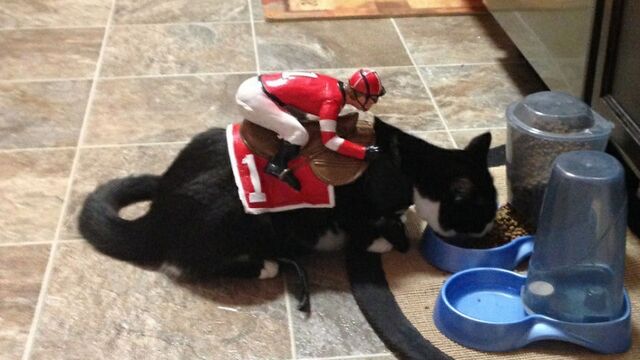 ưʪ������ϥ�����������İ����ʹ��ɤ������ץ줷��ưʪ�����μ̿�����2��17��