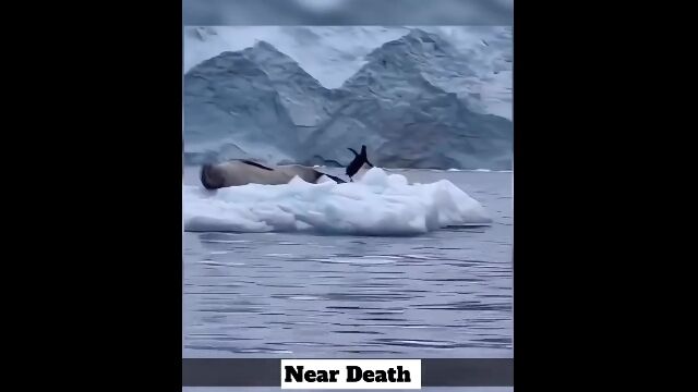 完全に間違えてしまったペンギンの、焦りが伝わる一瞬