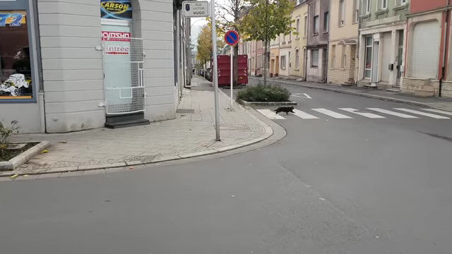 道路の向こうにネズミを発見、駆け寄った猫の大きな誤算