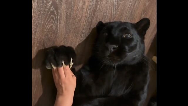 可愛いけど怖い、黒豹のおてて