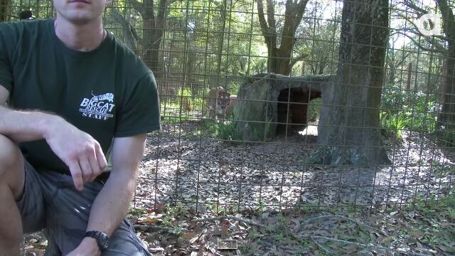 ネコ科の猛獣に背中を見せるべからず。飼われていてもハンターの本能は変わらず