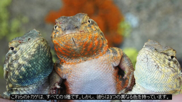 まさにジャンケン・トカゲ。1500万年の間、三つ巴の関係を続けてきたトカゲの生態が面白い
