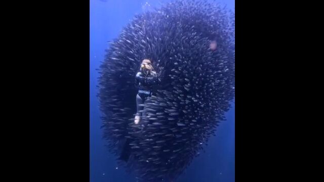 塊となった魚の群れ、ベイト・ボールに包み込まれるという体験