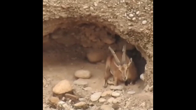 �����������Ǥ����������ʾ��ǵٷƤ���䥮��������