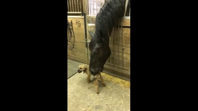なんという仲良しさん。子犬をくちびるで優しくハムハムする馬