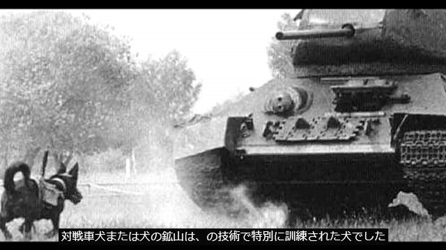 犬に爆弾を背負わせて敵戦車に潜り込ませ、犬ごと爆破する対戦車犬。第二次世界大戦中に実用化されていた動物兵器