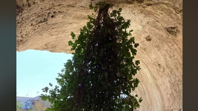 世にも珍しい「さかさまのイチジクの木」。古代ローマの遺跡にて