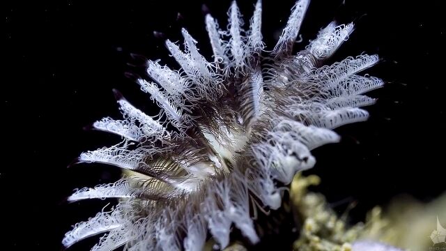 【閲覧注意】さまざまなサンゴや海綿動物が目に見える速度で動く早回し映像が美しい