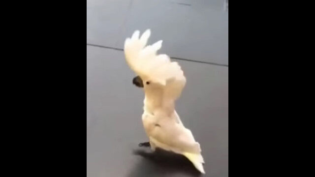 ���Τ褦�˥�����Ĥ�������