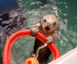 ���Ť��ͤƥ��󥯥��塼�ȡ��ܡ�����󥰤�����Ƥ�����å��Υ��ǥ�������