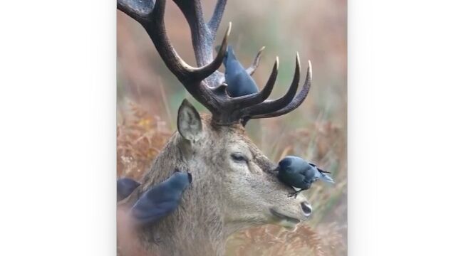 カラスさんたちの丁寧な施術を受けるシカ