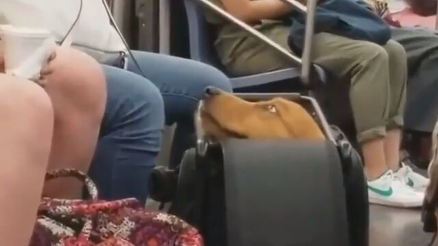 ���ξ�ʤ����������ʡ��Хå��˵ͤޤä����