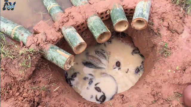 魚もカニも一晩で大量ゲット!竹筒と穴を組み合わせた罠の作り方