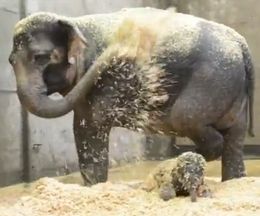 �掠�掠���������������������ޤߤ�ǳڤ������ʥ����οƻ�