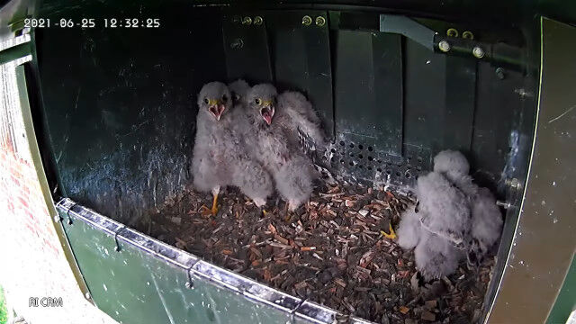 チョウゲンボウのヒナ、兄弟がさらわれた時よりも戻ってきた時の方がビックリしてる