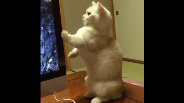 iMacεǽ˥ӥåꤷǭǭؤ