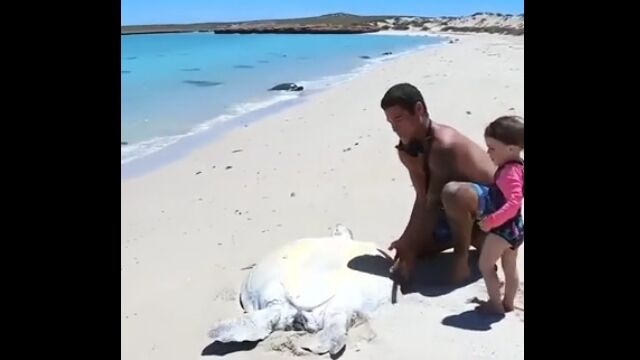 あとは亀の恩返しを待つのみ。ひっくり返って動けないウミガメの救出劇