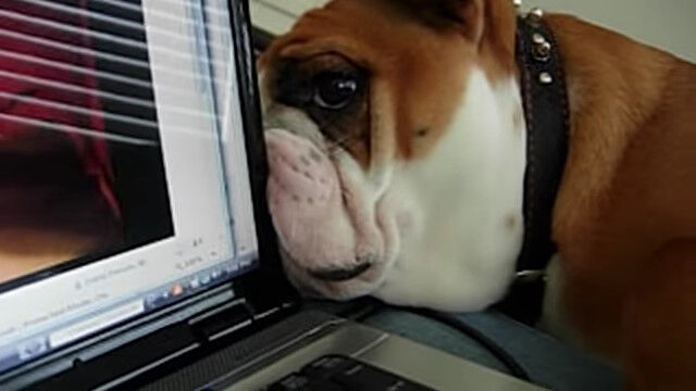 ����ư��򸫤��֥�ɥå����ǥ����ץ쥤��΢���ǧ���ޤ���