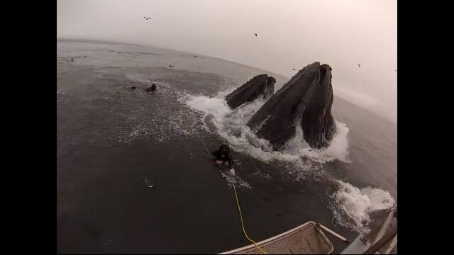 �鷺��2�᡼�ȥ���򥯥��餬���ݤߡ����䤦���������ȥ��ȥ�������˰��߹��ޤ줽���ˤʤä������С�����