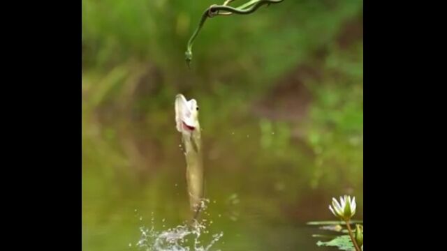 枝にぶら下がる獲物を狙う魚。食物連鎖のちょっと珍しい瞬間