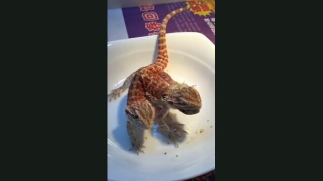 ڱա۾ȾȤդġȾȤҤȤġƬΥҥȥ