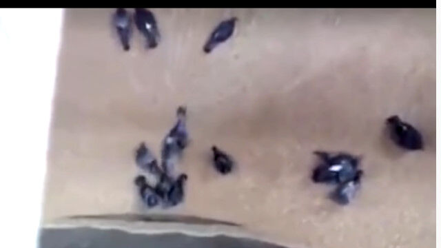 ��ʤ���ή���˰��ޤ�Ƥ������Τ褦�ʡ���ʪ���Ȱ��߹��ޤ�Ƥ����ϥȤ���