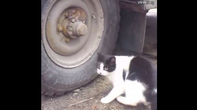 なんという擬態性能!背景に溶け込み、猫から逃れるネズミがすごい