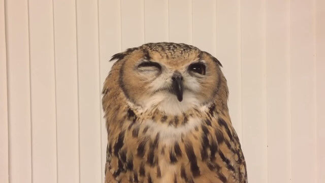 �ե�������֤�����ߤ��Ф����ǽФʤ��ä���פ򤹤��������