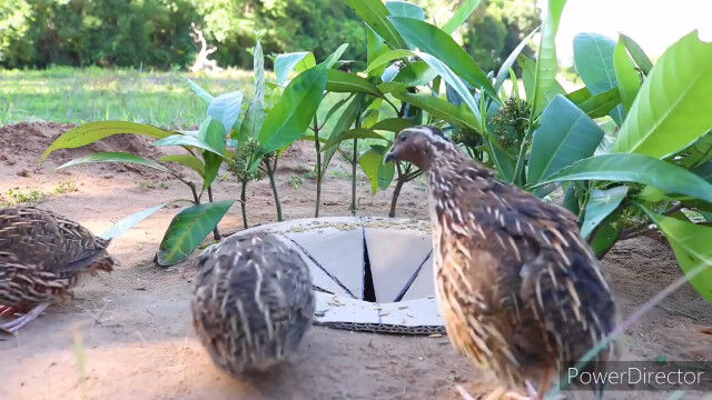 ФʤĻͤˤϡŪǥߥߥȤǽʬ餷