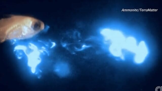 魚に捕食されると発光し、捕食者を食べるもっと大きな魚をおびき寄せるムラサキカムリクラゲ