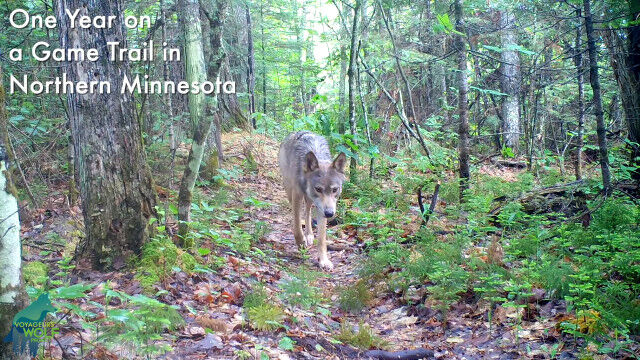 獣道を1年間撮影、カメラがとらえた動物たちを16分弱にまとめた映像