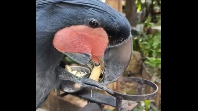 驚くほど器用に、丁寧に、こだわり抜いて落花生を食するヤシオウム